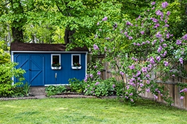 Blue shed in a backyard surrounded by flowered trees.