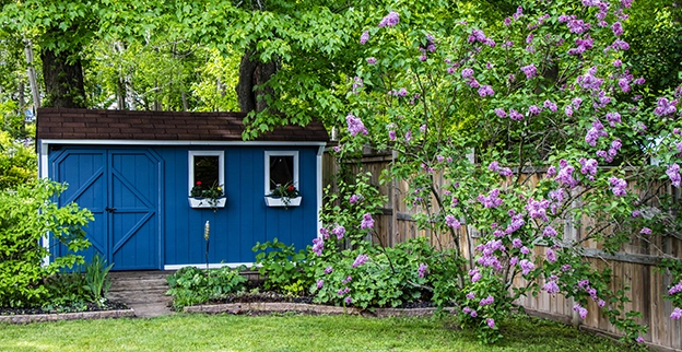 Blue shed surrounded by flowered trees.