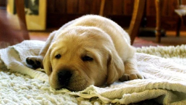 A tired, yellow labrador retriever puppy lying on a white blanket.