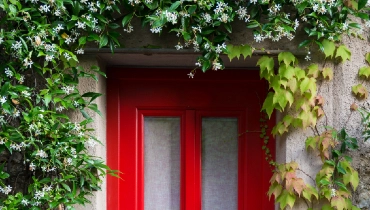 Photo of a bright red front door framed by green and yellow climbing ivy